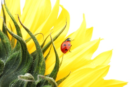 ladybug on sunflower isolated white background