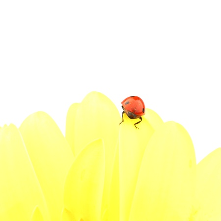 ladybug on yellow flower isolated on white backgroundの写真素材