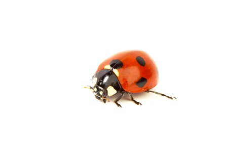 ladybug on green grass isolated white backgroundの写真素材
