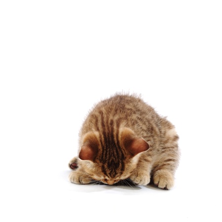 cat isolated on white backgroundの写真素材