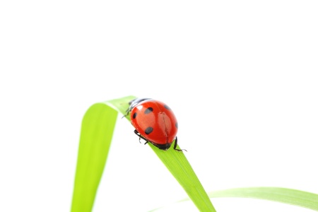 ladybug on grass isolated macroの写真素材