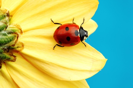 ladybug on sunflower blue backgroundの写真素材