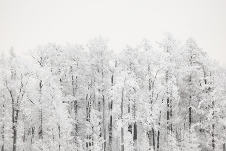  winter trees on snow white backgroundの写真素材