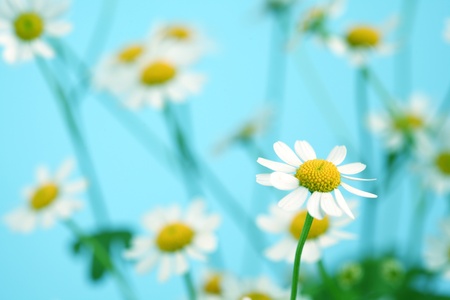 chamomiles on blue macro close upの写真素材