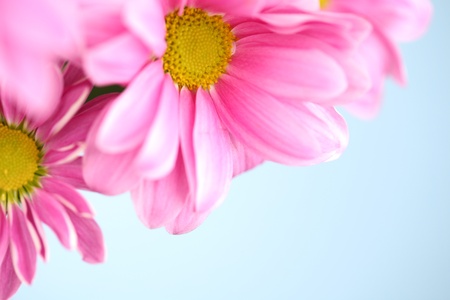 pink chrysanthemum macro close upの写真素材