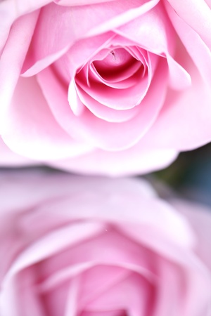 pink rose macro close upの写真素材