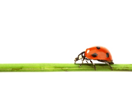 ladybug on grass isolated on white backgroundの写真素材