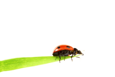 ladybug on grass isolated on white backgroundの写真素材