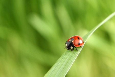 ladybug on grass nature backgroundの写真素材