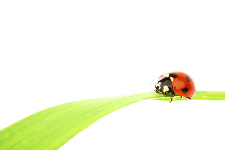 ladybug on grass isolated on white backgroundの写真素材