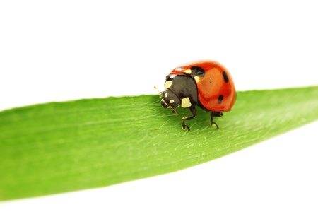 ladybug on grass isolated on white backgroundの写真素材
