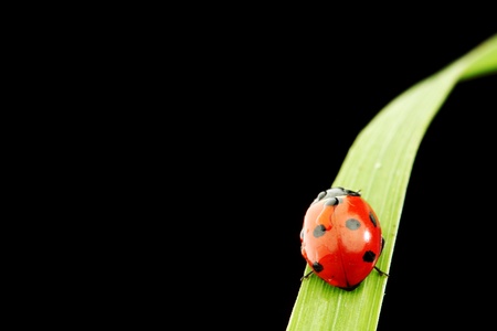 ladybug on grass isolated black backgroundの写真素材