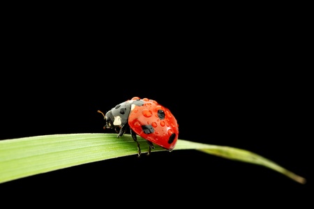 ladybug on grass isolated black backgroundの写真素材