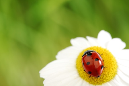 ladybug on camomile green grass backgroundの写真素材