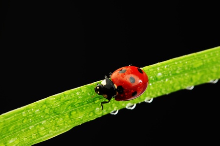 ladybug on grass isolated black background
