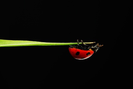 ladybug on grass isolated black backgroundの写真素材
