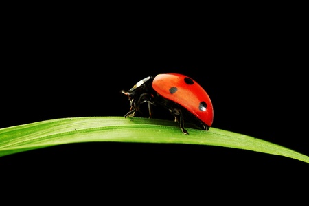 ladybug on grass isolated black backgroundの写真素材