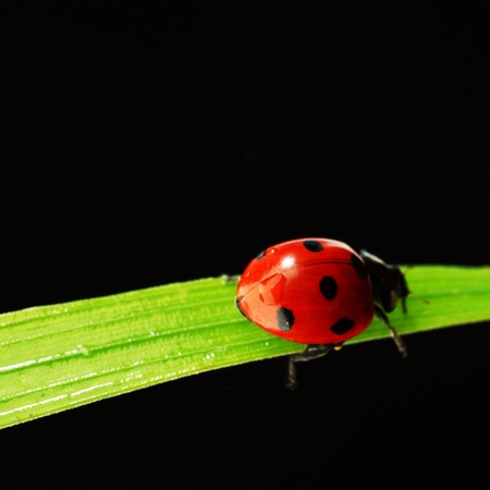 ladybug on grass isolated black backgroundの写真素材