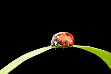 ladybug on grass isolated black backgroundの写真素材