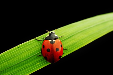 ladybug on grass isolated black backgroundの写真素材