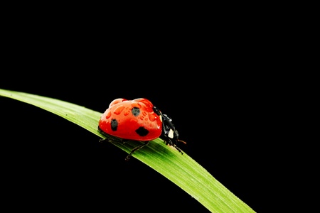 ladybug on grass isolated black backgroundの写真素材