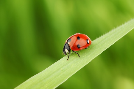 ladybug on grass green on backgroundの写真素材