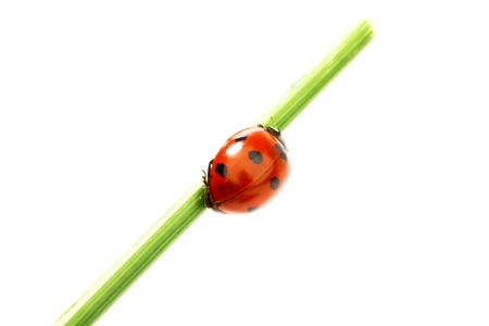 ladybug on green grass isolated white background
