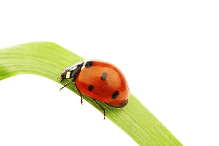 ladybug on green grass isolated white background
