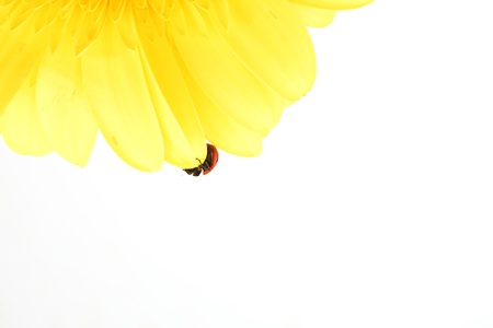ladybug on yellow flower isolated on white backgroundの写真素材