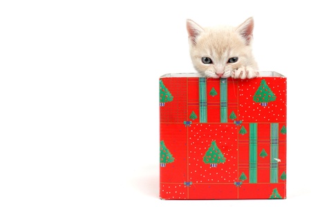 cat in gift box isolated on white backgroundの写真素材