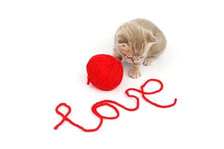 cat and wool sign loveの写真素材