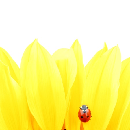 ladybug on sunflower isolated white backgroundの写真素材