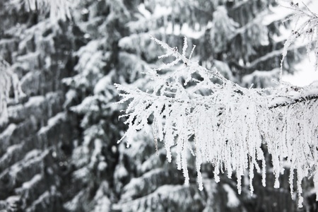  winter trees on snow white backgroundの写真素材