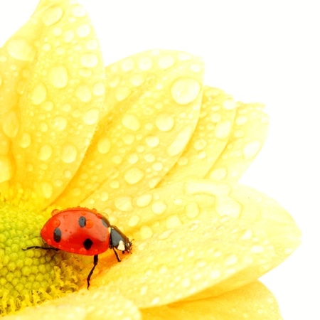 ladybug on yellow flower isolated white backgroundの写真素材