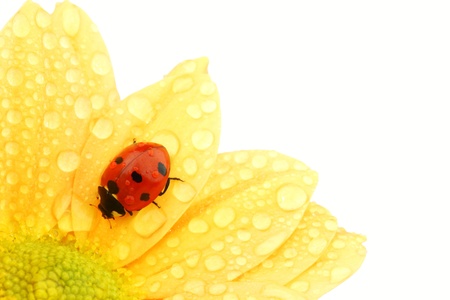 ladybug on yellow flower isolated white backgroundの写真素材