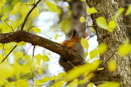 squirrel in autumn forest macro close upの写真素材