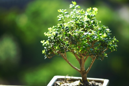 bonsai on green grass backgroundの写真素材