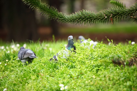 pigeon in the green grassの写真素材