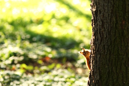 squirrel jumps in the autumn forestの写真素材