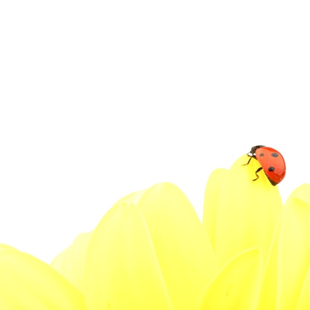 ladybug on yellow flower isolated on white background