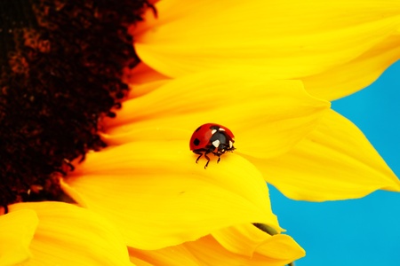 ladybug on sunflower blue backgroundの写真素材