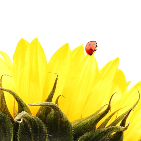 ladybug on sunflower isolated white backgroundの写真素材