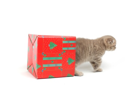 cat in gift box isolated on white backgroundの写真素材