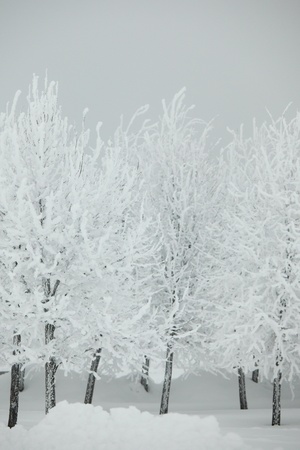 winter trees on snow white backgroundの写真素材