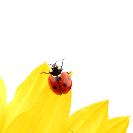 ladybug on sunflower isolated white backgroundの写真素材