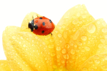 ladybug on yellow flower isolated white backgroundの写真素材