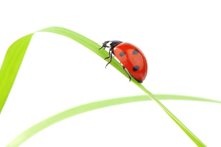 ladybug on grass isolated macroの写真素材