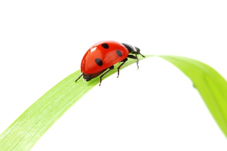 ladybug on grass isolated macroの写真素材