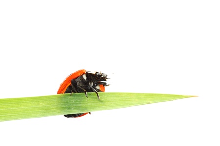 ladybug on grass isolated macro
