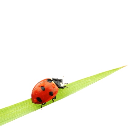 ladybug on grass isolated macroの写真素材
